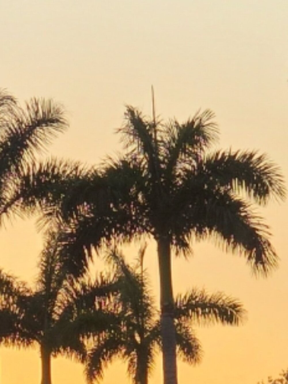 Meet your Posher, Trendy Palms